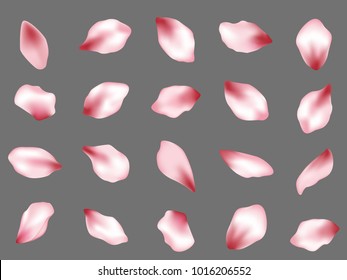 Pink  japanese cherry flower petals isolated on grey background vector set. Spring pink blossom petals. Sakura or apple bloom parts confetti elements collection, flower parts realistic illustration.