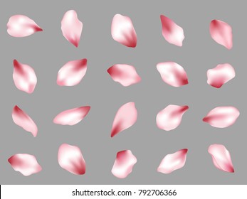 Pink  japanese cherry flower petals isolated on grey background vector set. Spring pink blossom petals. Sakura or apple bloom parts confetti elements collection, flower parts realistic illustration.