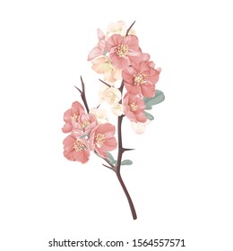 Pink Japanese quince flowers with leaves on branch