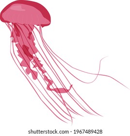 Pink Jelly Fish Flat Illustration