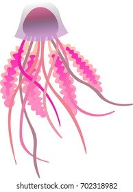 Pink jellyfish