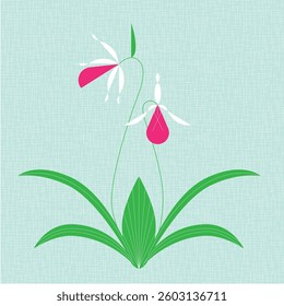 pink lady slipper Michigan wildflowers