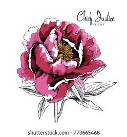 Pink large Chief Justice Peony with leaves. Vector illustration.