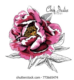 Pink large Chief Justice Peony with leaves. Vector illustration.