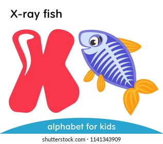 Pink letter X and violet X-ray fish with yellow fins. English alphabet with animals. Cartoon characters isolated on white background. Flat design. Zoo theme. Colorful vector illustration for kids.