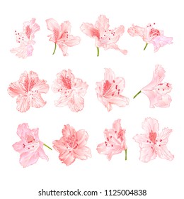 Pink light  flowers rhododendrons  mountain shrub on a white background  vintage vector illustration editable hand draw