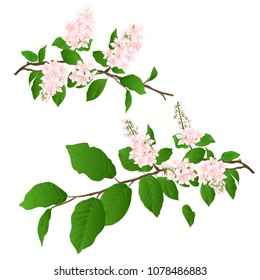 Pink Lilac branches set natural background vintage vector illustration editable hand draw 