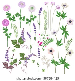 Pink and lilac flowers set. Buttercup, anemone, lavender isolated on white. 