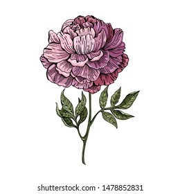 Pink, lilac peony on white background. Botanical illustration. Vector isolated object. Vintage style. Hand drawing.