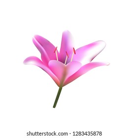 Pink lilia. Vector illustration Beautiful flowers bloom