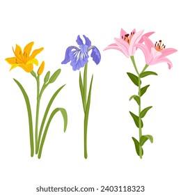 pink lilies, blue iris and yellow daylily, vector drawing flowers at white background, hand drawn botanical illustration