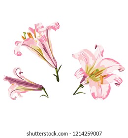 Pink lilies branch isolated on white background. Wedding invitation card element with pink flowers. 