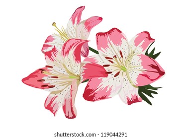 	Pink lilies flower