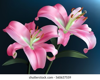 Pink lilies isolated on a dark blue background