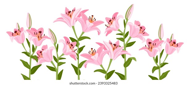 pink lilies, vector drawing flowers at white background, hand drawn botanical illustration