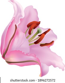 pink Lilly vector on white background