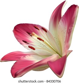 Pink lily