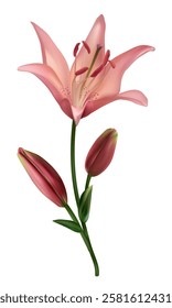 Pink lily. Beautiful flower. Isolated. Green leaves. Bud.