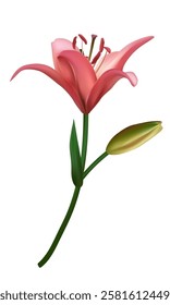 Pink lily. Beautiful flower. Isolated. Green leaves. Bud.