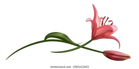 Pink lily. Beautiful flower. Isolated. Green leaves. Bud.