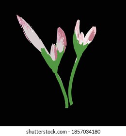 Pink lily buds on branch and green stem.