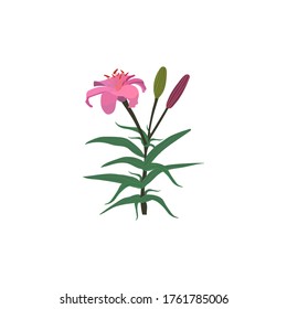 Pink lily with buds on a white background. Isolated elements