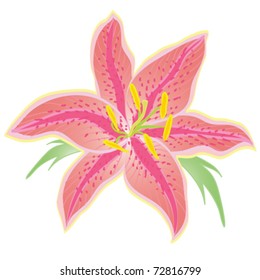 Pink lily detailed  illustration