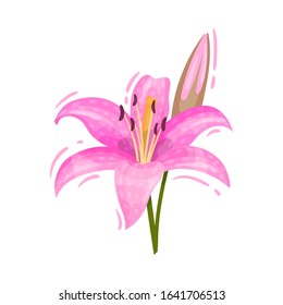 Pink Lily Flower Decorative Isolated on White Background Vector Element