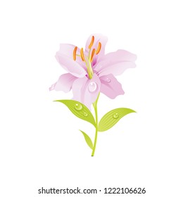 Pink Lily flower, floral icon. Realistic cartoon cute plant blossom, spring, summer garden symbol. Vector illustration for greeting card, t shirt print, decoration design. Isolated on white background