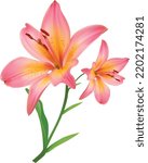Pink lily flower isolated on white background. Realistic vector illustration.