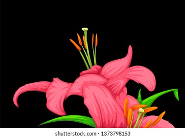 Pink lily flower isolated on black background