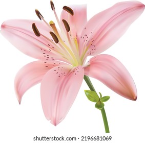 rosafarbene Lilienblume einzeln auf weißem Hintergrund. Realistische Vektorgrafik