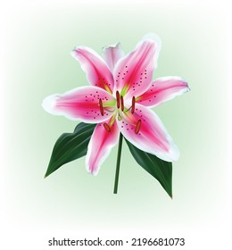 Pink lily flower isolated on white background. Realistic vector illustration