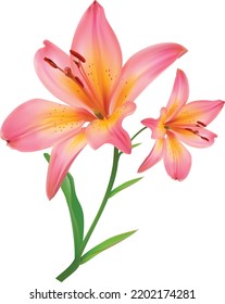 Pink lily flower isolated on white background. Realistic vector illustration.