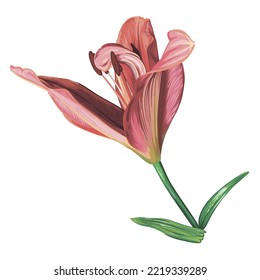 pink lily flower isolated on white background. green leaves, buds, pink flowers. realistic vector graphics.