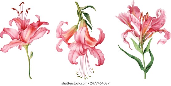 Pink lily flower on isolated white background, watercolor illustration	
