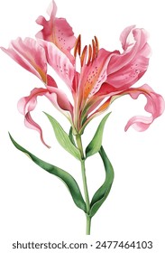 Pink lily flower on isolated white background, watercolor illustration	
