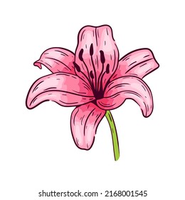 Pink lily flower, on white background, vector illustration.