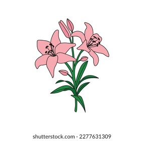 Pink lily flower, vector design