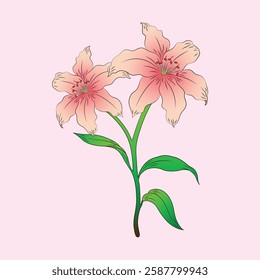 Pink lily flowers with branches and leaves. Lily flower illustration.
