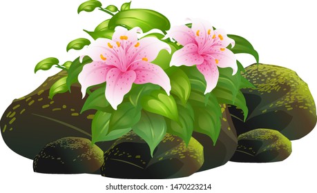 Pink lily flowers and rocks on white background illustration