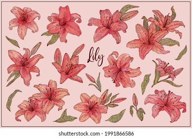 Pink Lily flowers set. Vector doodle hand drawn sketch style illustrations collection isolated. Botanical illustration for packaging, menu cards, posters, prints.