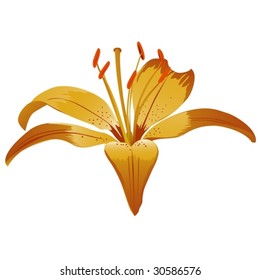Pink lily isolated flower