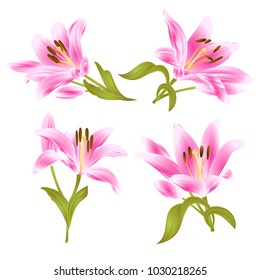 Pink Lily  Lilium candidum,flower with leaves and bud on a white background set two vintage vector illustration editable hand drawn