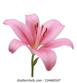 Pink lily on a white background. Vector illustration. Gradient meshes.