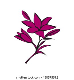 Pink Lily on white background. Vector illustration.