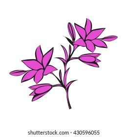 Pink Lily on white background. Vector illustration.