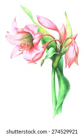 Pink  lily watercolor vector illustration