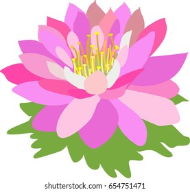 Pink lotus
