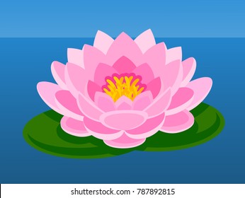 Pink lotus flower.